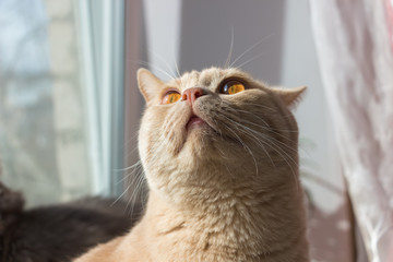 Red-headed cat