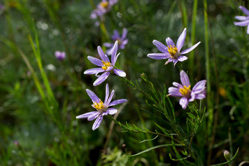 Elegant purple wild aster flowers on a summer sunny day