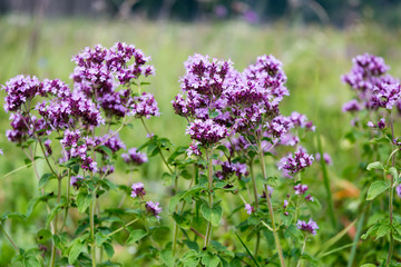 Flowering bushes of oregano (Origanum) in the meadow