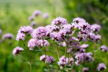 Bright flowers of oregano (Origanum) on a meadow on a clear sunny day