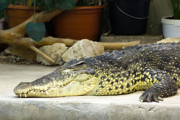  crocodile at the zoo