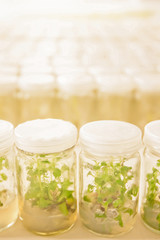Plant tissue culture in laboratory.
