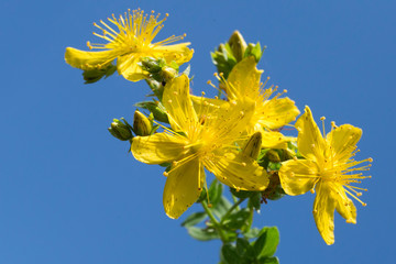 Close-up of bright yellow perforate St John's-wort (Hypericum perforatum) flowers