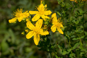 Close-up of bright yellow perforate St John's-wort (Hypericum perforatum) flowers