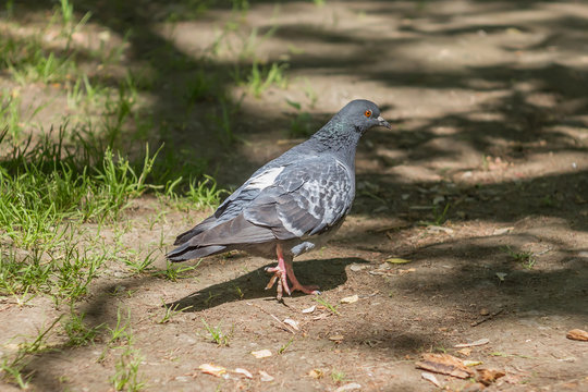 Pigeon walking in the park
