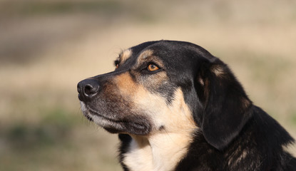 portrait of a dog from profile