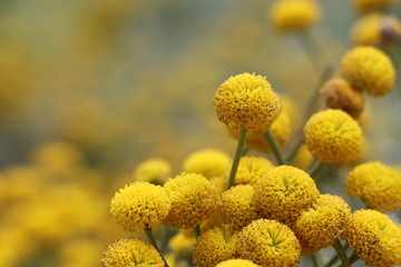 Yellow Flowers