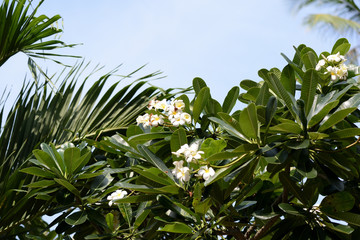 A tree with beautiful white plumeria flowers blooms in a tropical garden