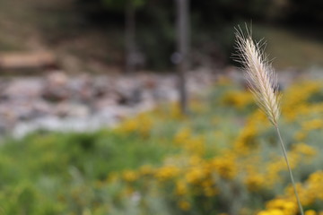 Wheat with Blurry Garden Background
