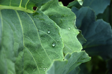 Kohlrabiblatt mit Tau