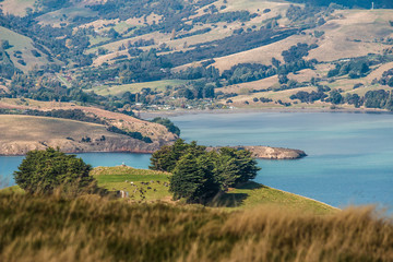 Obraz premium view of the bay with trees