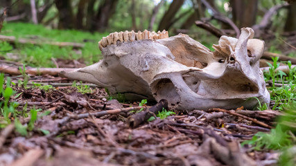 Panorama CLose up of animal skull in the forest ground against blurred trees and sky