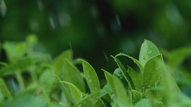 fresh leaf bush branch under heavy rainny day