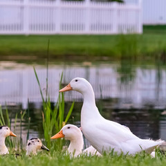 Square frame Close up of white and brown ducks on a grassy terrain beside a shiny pond