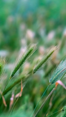 Vertical frame Close up view of green plants with slim stems topped with thin white spikes