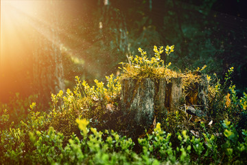 Fairy tales tree stump, sawn tree covered with moss, overgrown. Deciduous, brown. Magic light
