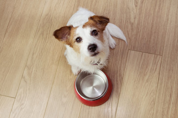 Hungry dog food with a red empty bowl. High angle view.