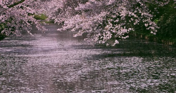 Cherry blossom petals in moat, Hirosaki Park, Aomori Prefecture, Japan