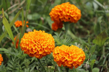 Orange Flowers in the Garden