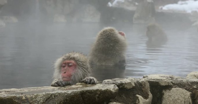 Four Japanese Macaques in hot spring, Yamanouchi, Nagano Prefecture 