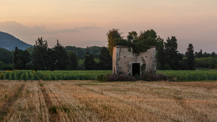 Fototapeta na wymiar shed in a wheat field in Drôme provençale