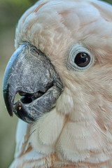 cacatua