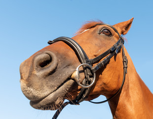 Close-up horse, arabian horse, brown