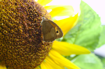Kleines Wiesenvögelchen