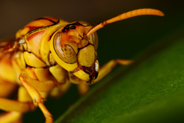 Yellow bee on the green leaf