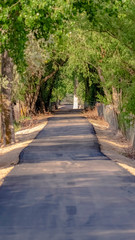 Vertical frame Towering trees with abundant leaves forming a canopy over a narrow paved road