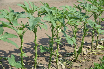 Okra cultivation / Okra includes a dietary fiber richly, and an intestinal regulation action is suggested, and it's said that there is colon cancer preventive effect.
