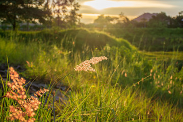 Grass flower during sunset