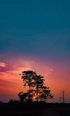 silhouette of tree at sunset