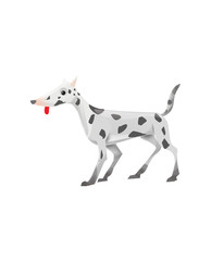 dalmatian dog