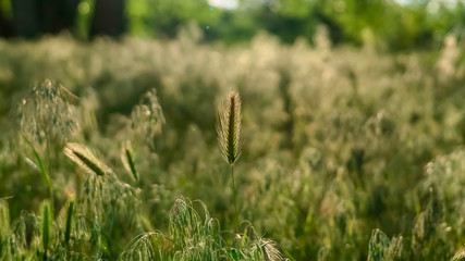 Panorama Scenic sunny day view of abundant green grasses thriving in the forest