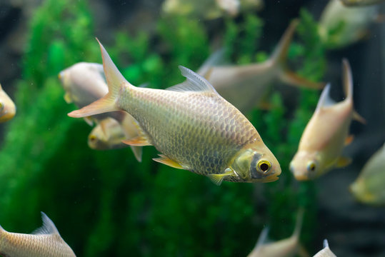 Java barb, Silver barb fish ( Barbonymus gonionotus) in aqurium