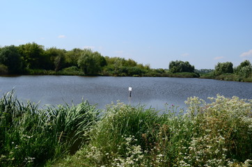 Summer landscape with lake in the field and blue sky.