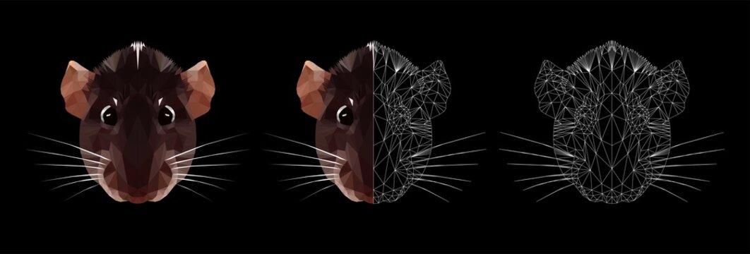 Rat face, symbol of new year 2020, on white background, low poly and wireframe vector illustration isolated.  Polygonal style trendy modern logo design. Suitable for printing on a t-shirt.