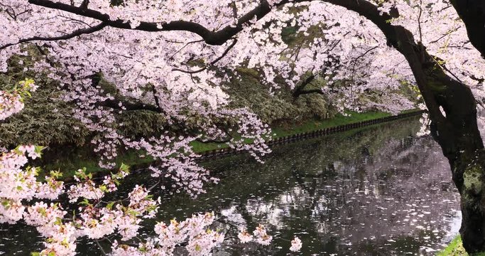 Cherry blossom petals in moat, Hirosaki Park, Aomori Prefecture, Japan