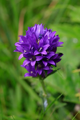 Knäuel-Glockenblume (Campanula glomerata) Büschel-Glockenblume