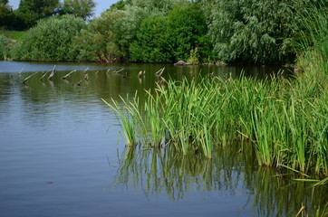 Summer landscape with lake in the field and blue sky.
