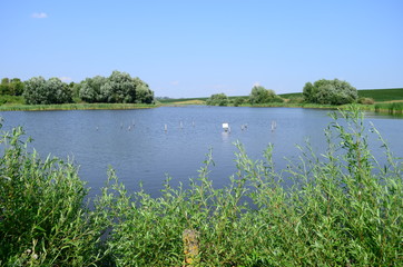 Summer landscape with lake in the field and blue sky.