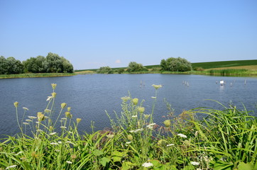 Summer landscape with lake in the field and blue sky.