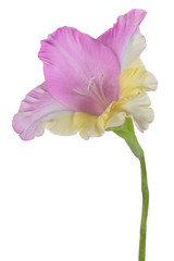 Naklejka na ściany i meble gladiolus flower isolated