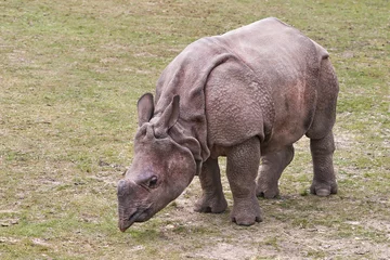 Foto op Plexiglas Close up of rhino in a park © erwin