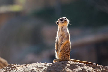 suricata
