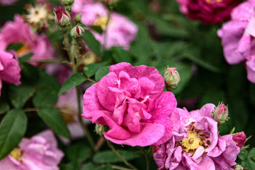 Old German monastery with a fantastic garden