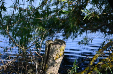 Summer landscape with lake in the field and blue sky.