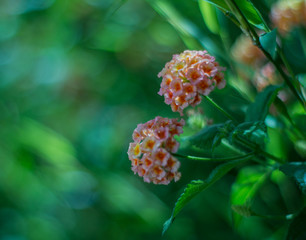 Flowers in the Augustus Garden, Capri