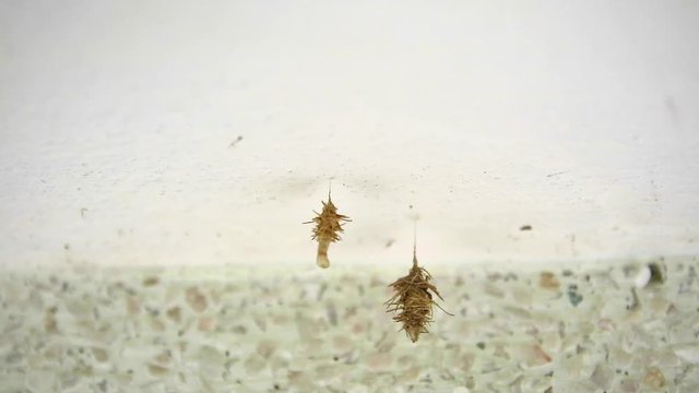 Worm nest hanging under marble table to wait for incubation in spring
